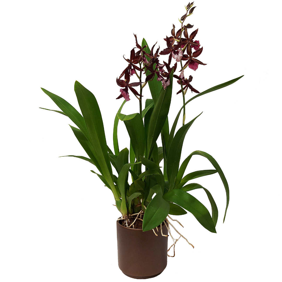 Colmanara Massai