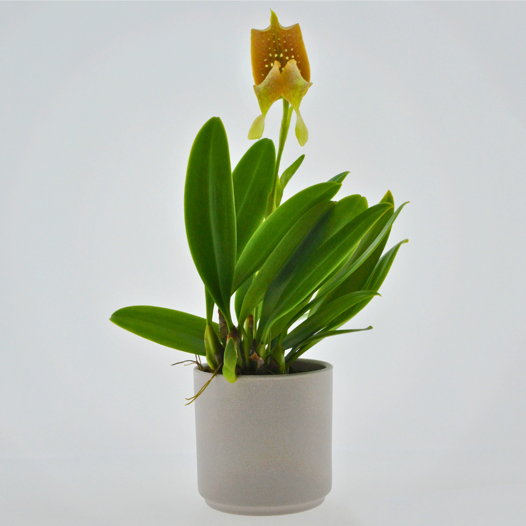 Bulbophyllum Grandiflorum