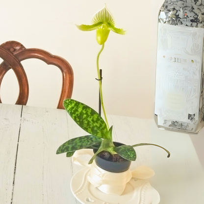 Paphiopedilum Maudiae