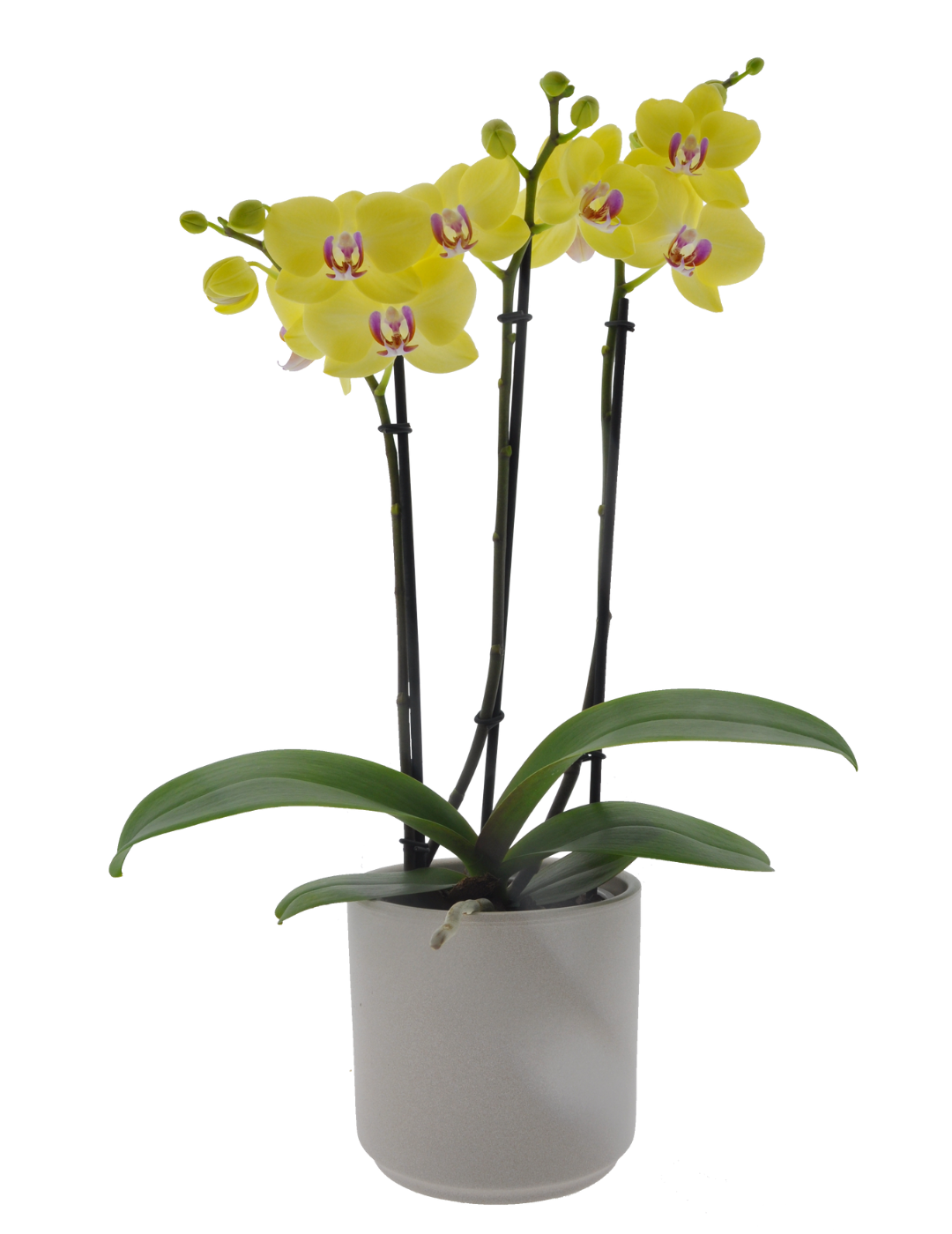 Phalaenopsis Miraflora Ø12