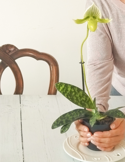 Paphiopedilum Maudiae