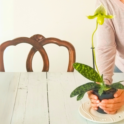 Paphiopedilum Maudiae