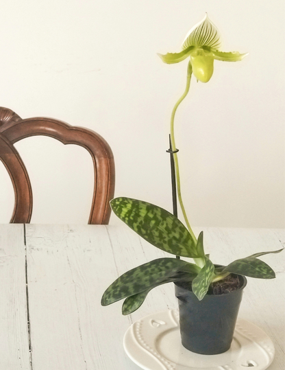 Paphiopedilum Maudiae