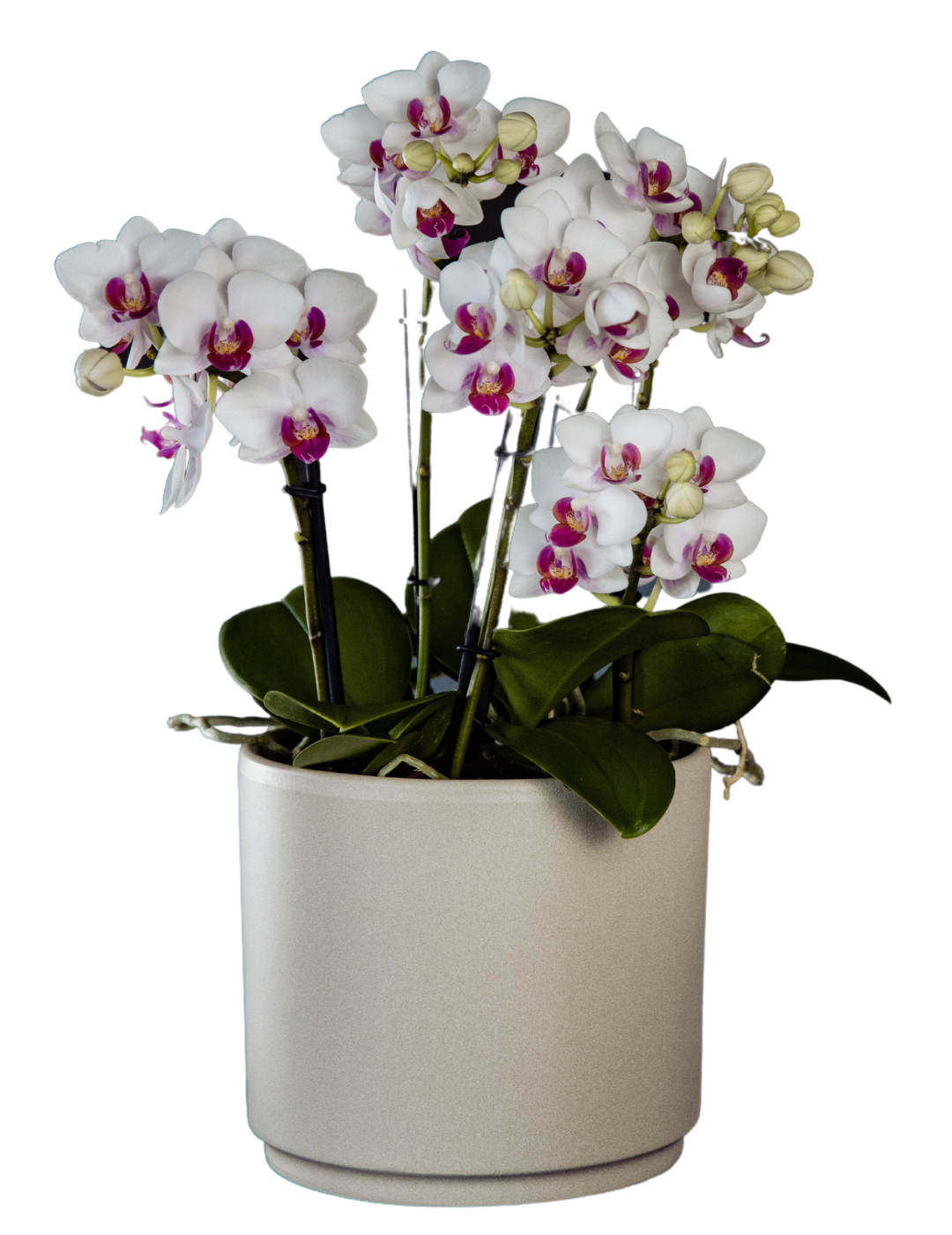 Phalaenopsis &quot;Mazzo di Fiori&quot; Daisy Ø12