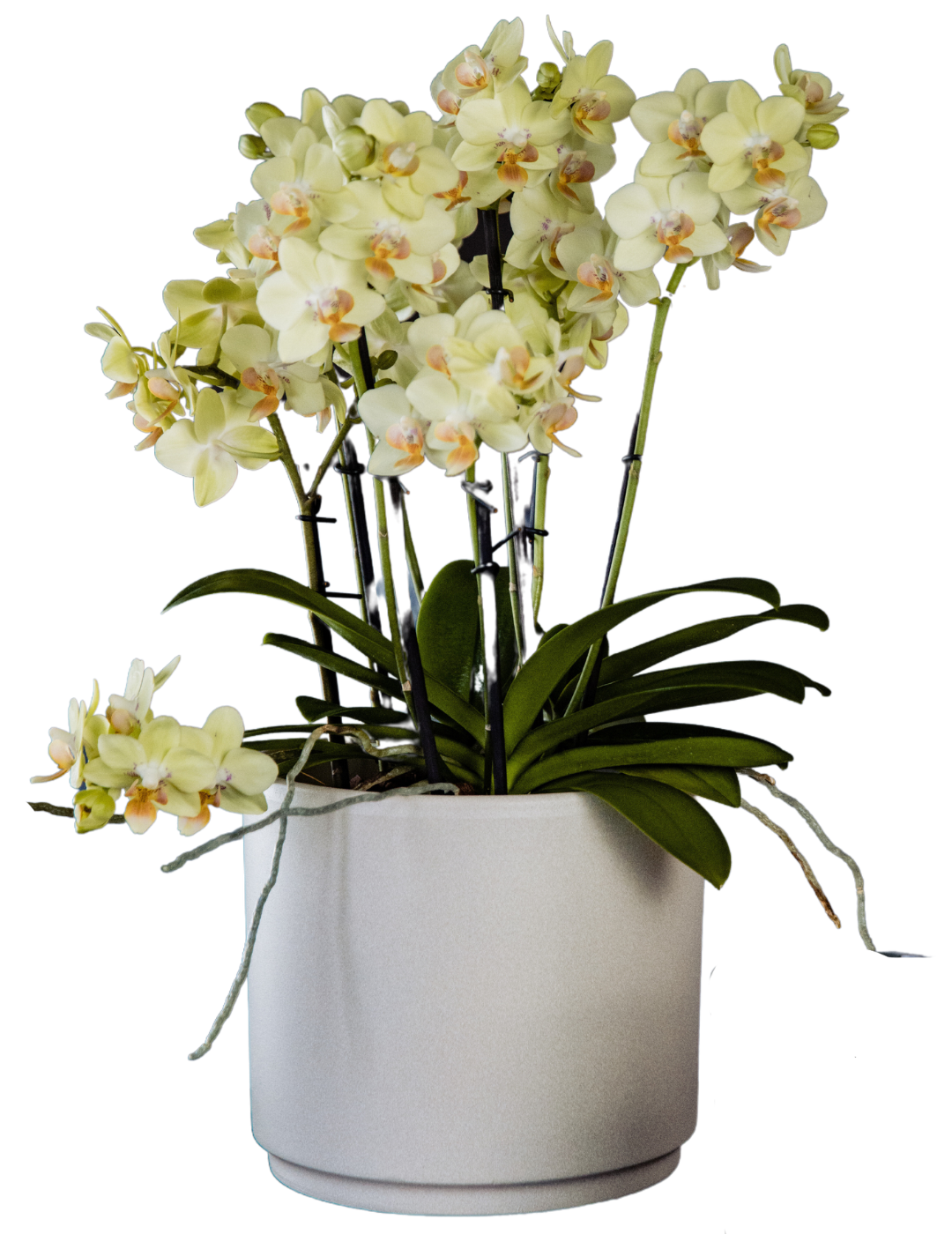 Phalaenopsis Mazzo di Fiori Ø14