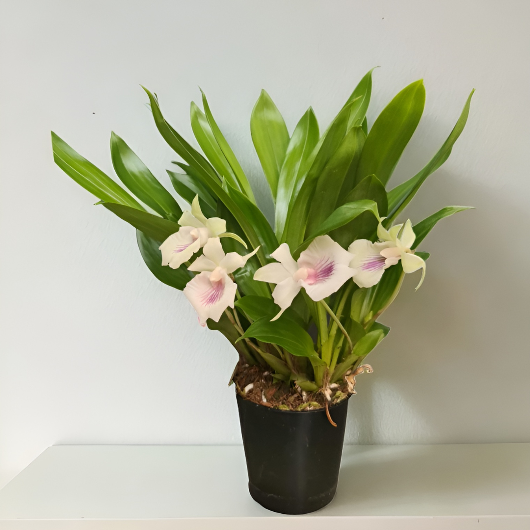 Cochleanthes Ø12