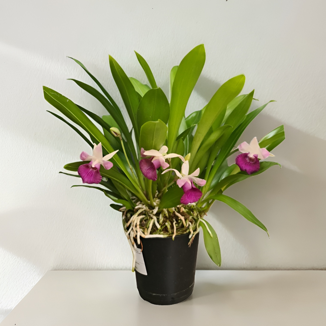 Cochleanthes Ø12