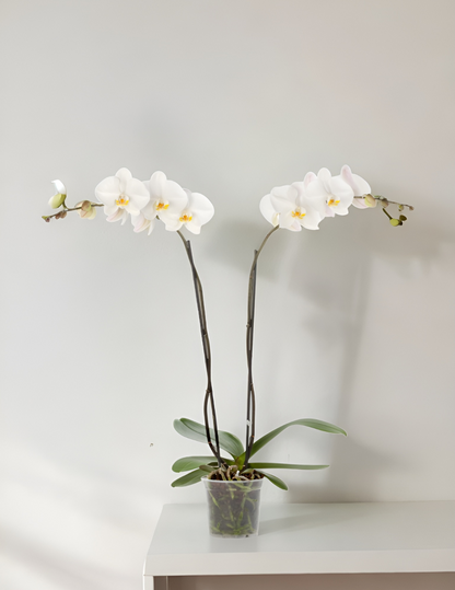 Phalaenopsis Yukidian Ø12