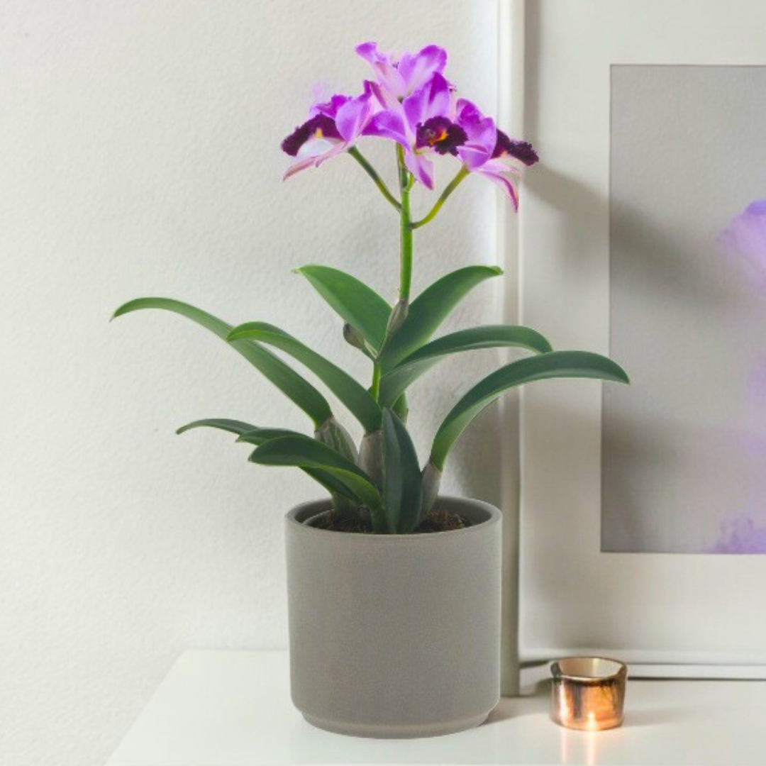 Cattleya Quilla