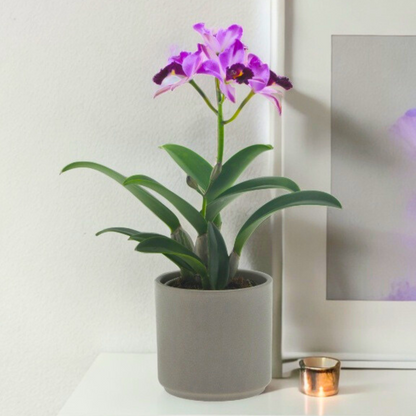 Cattleya Quilla