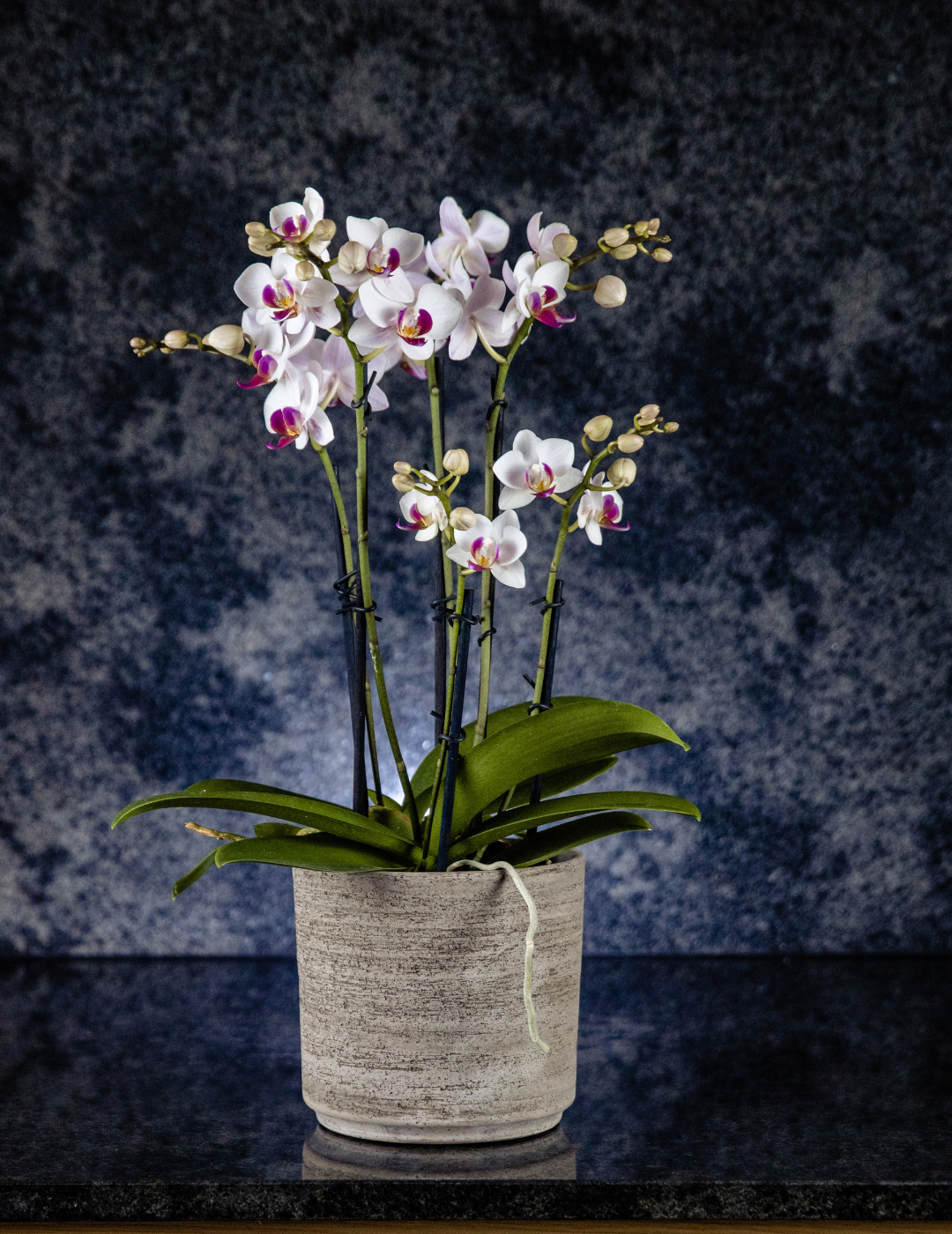 Phalaenopsis &quot;Mazzo di Fiori&quot; Daisy Ø12
