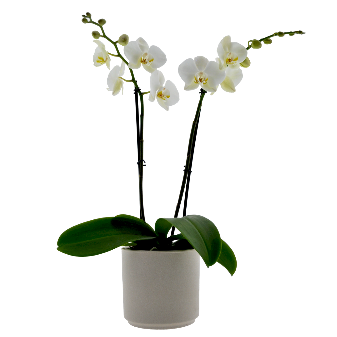 Phalaenopsis Camilla Ø12