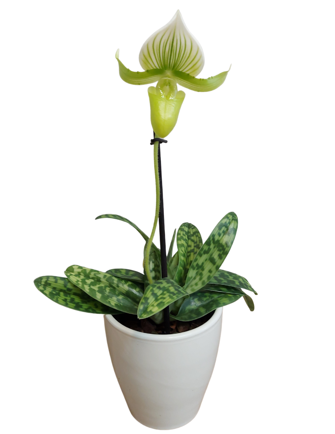 Paphiopedilum Maudiae