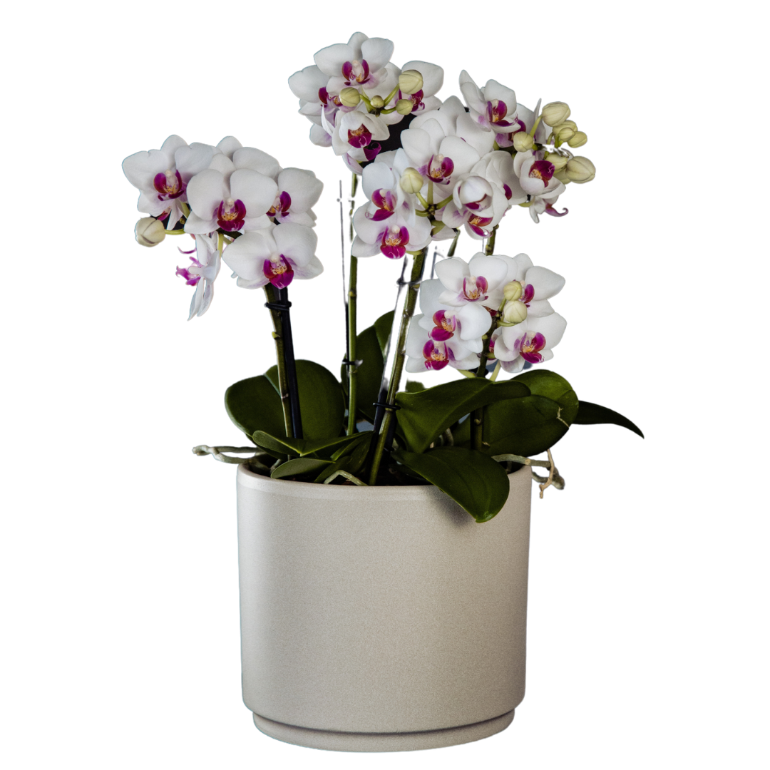 Phalaenopsis Mazzo di Fiori Ø12