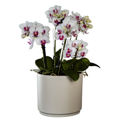 Phalaenopsis Mazzo di Fiori Ø12