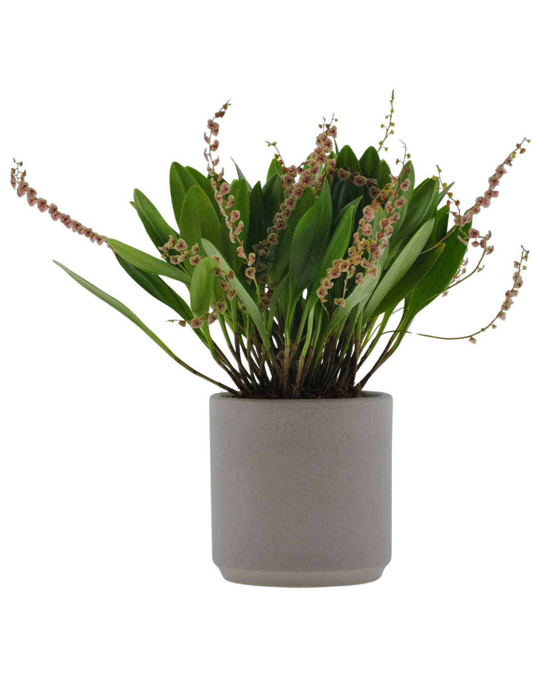 Stelis Argentata