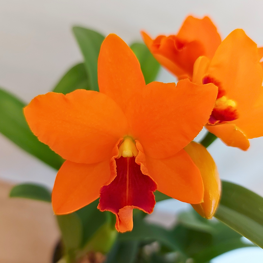 Cattleya Young Min gold