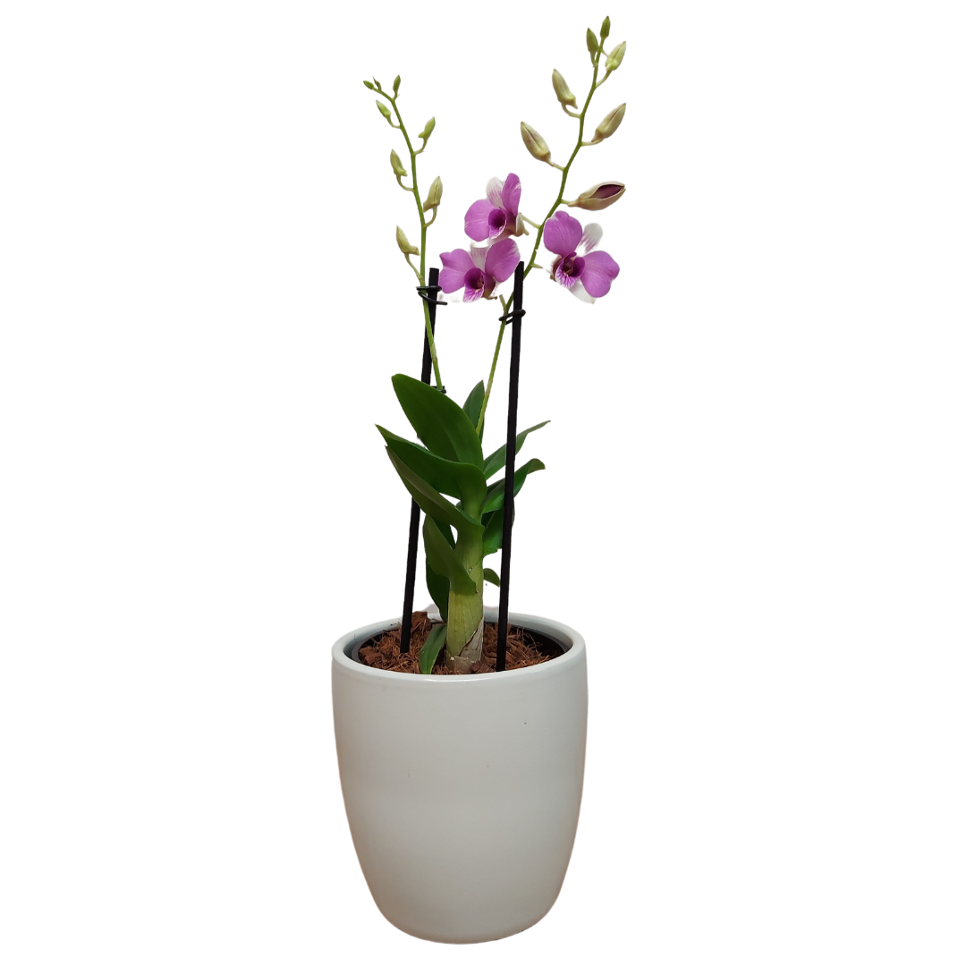 Dendrobium Phalaenopsis