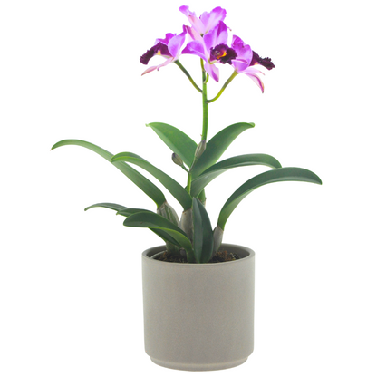 Cattleya Quilla