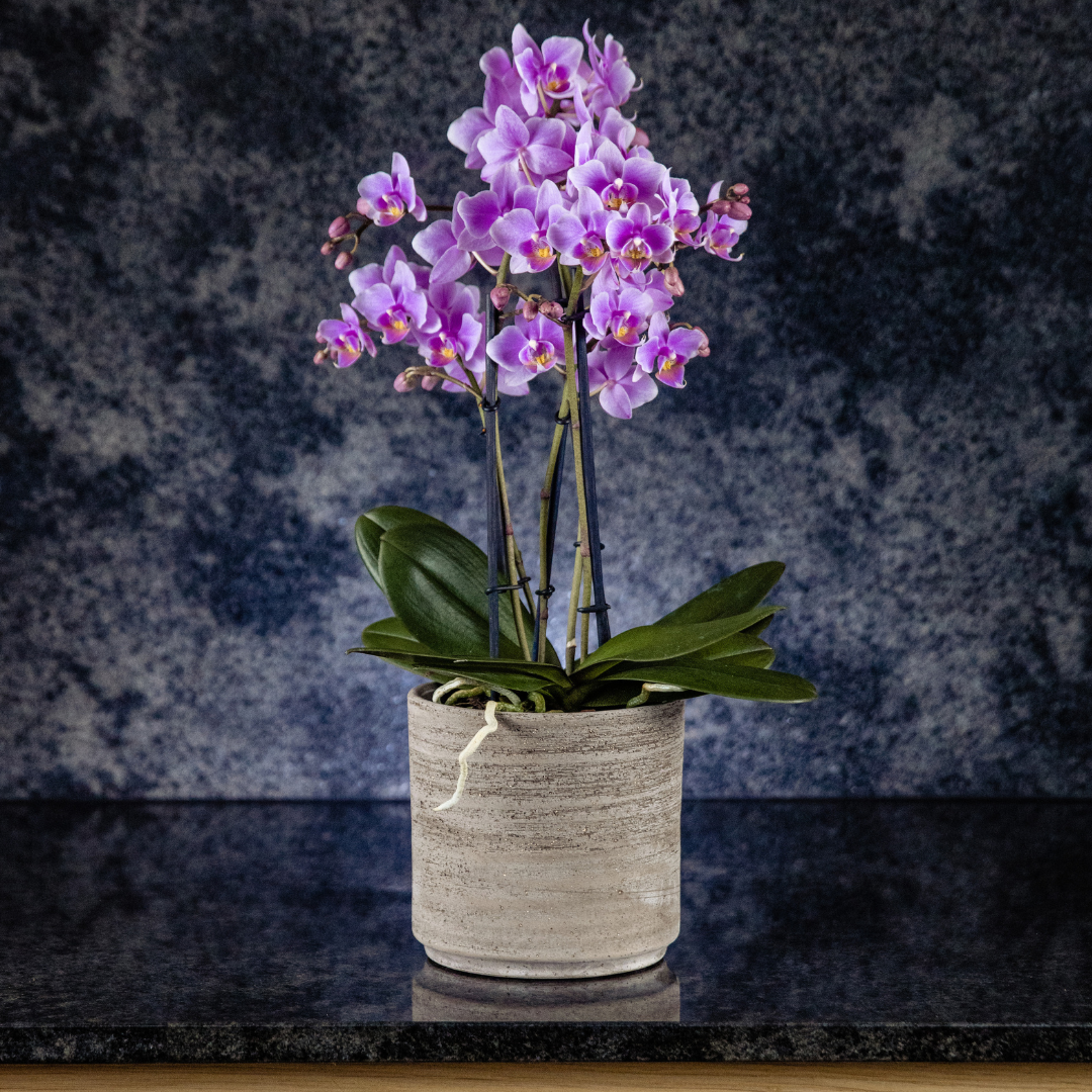 Phalaenopsis Mazzo di Fiori Ø12