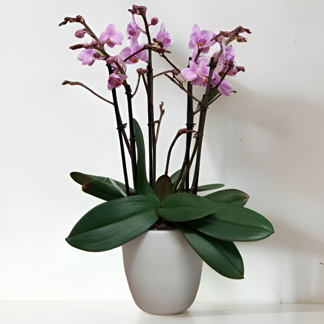 Phalaenopsis Mazzo di Fiori Ø12
