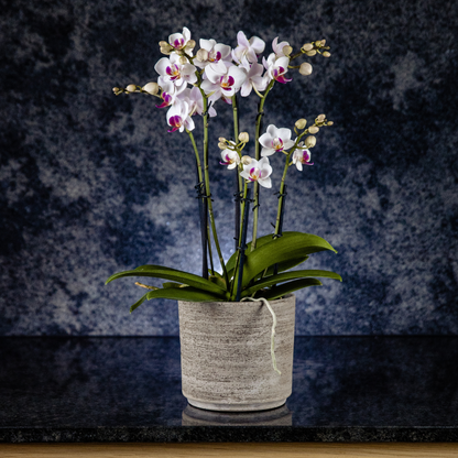 Phalaenopsis Mazzo di Fiori Ø12