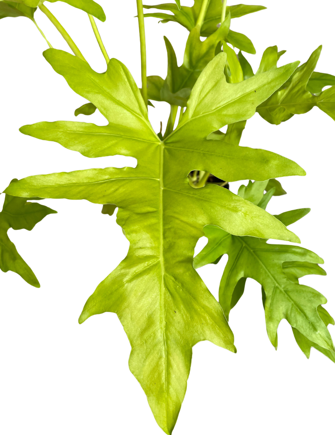 Philodendron Selloum Gold