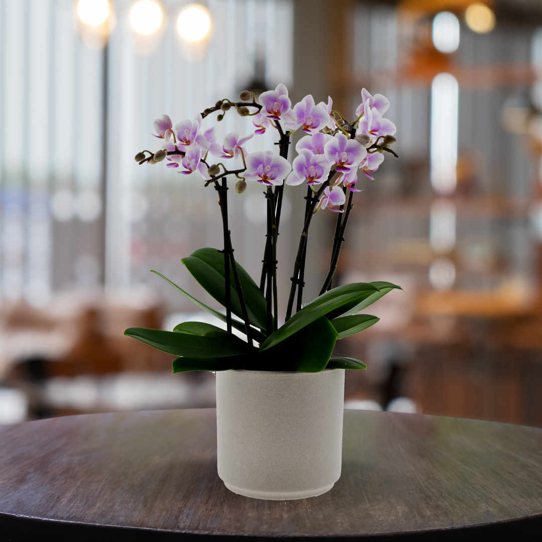 Phalaenopsis Mazzo di Fiori Ø12