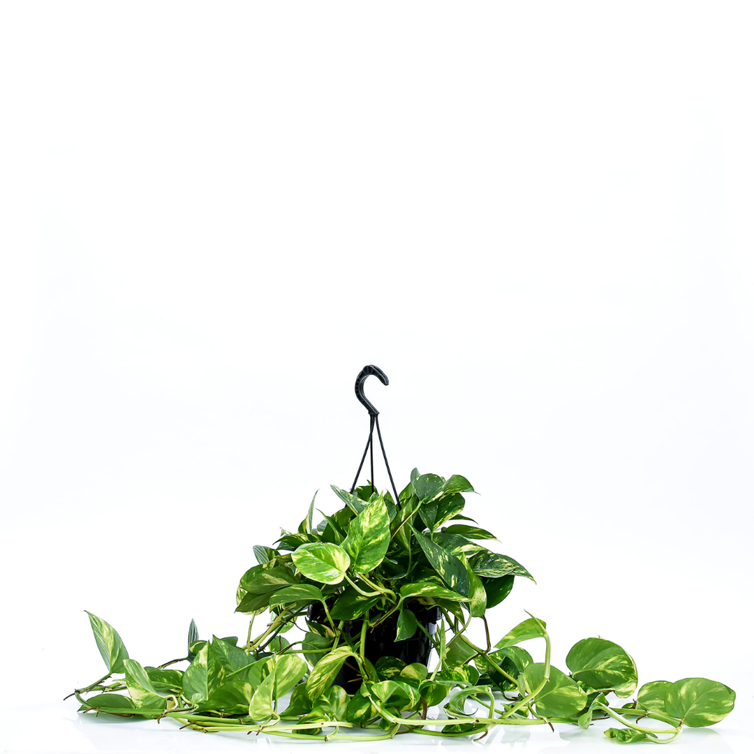 Pothos (scindapsus) Aurea Baschet20