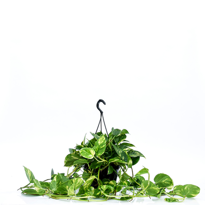 Pothos (scindapsus) Aurea Baschet20