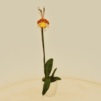 Psychopsis