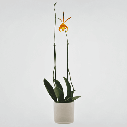Psychopsis