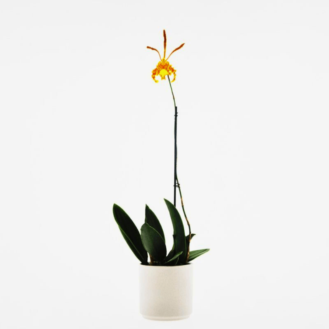 Psychopsis