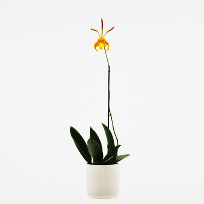 Psychopsis