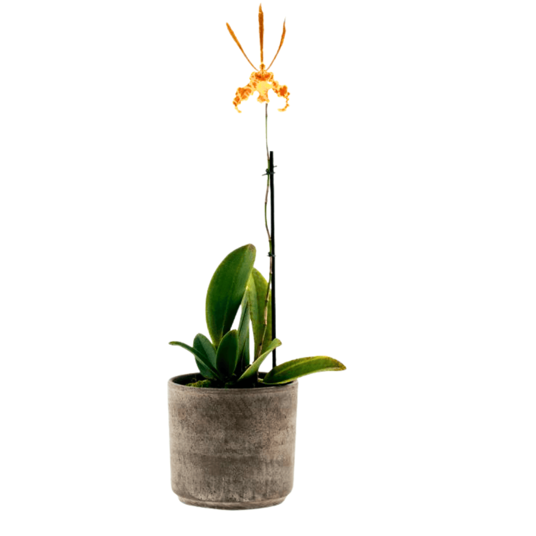 Psychopsis