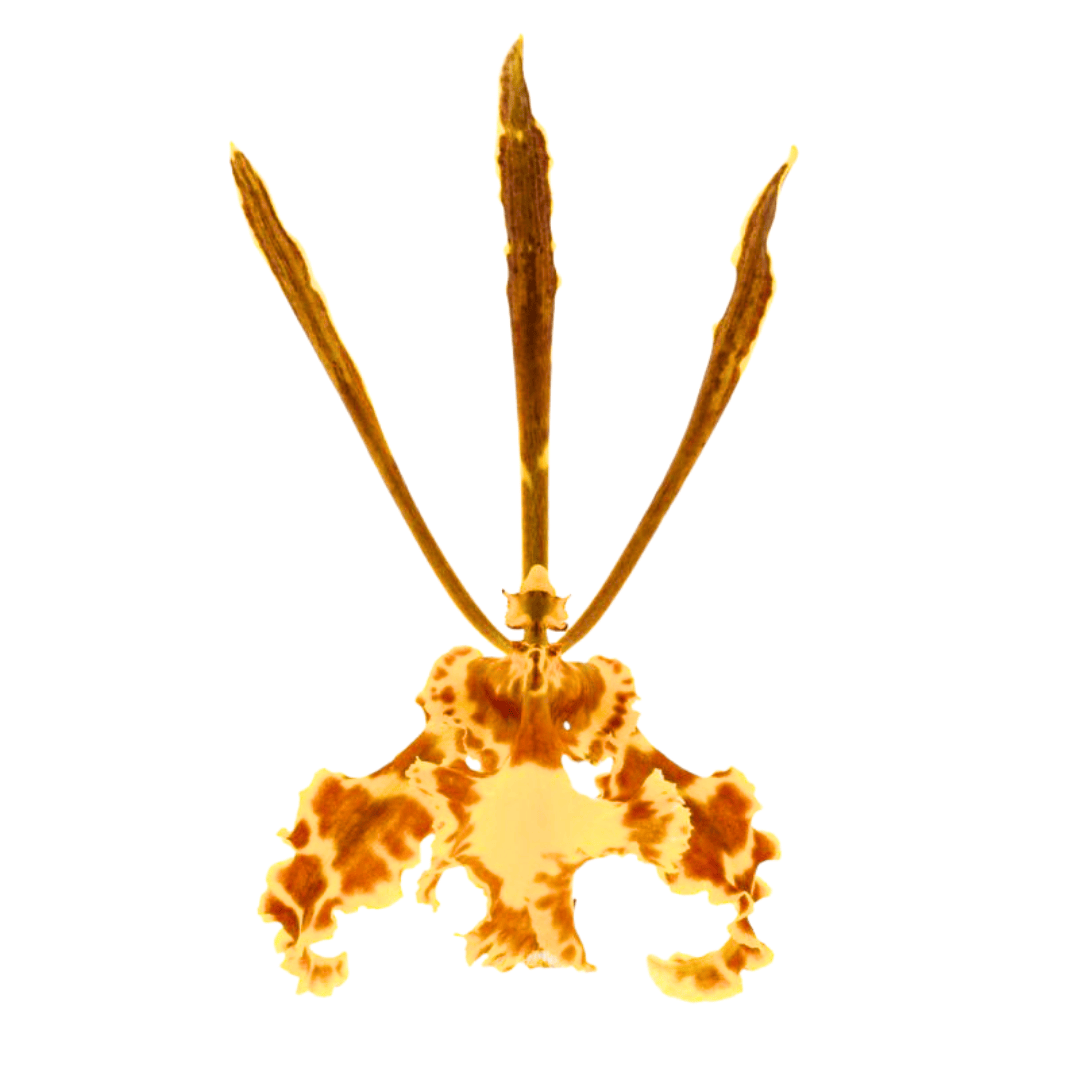 Psychopsis