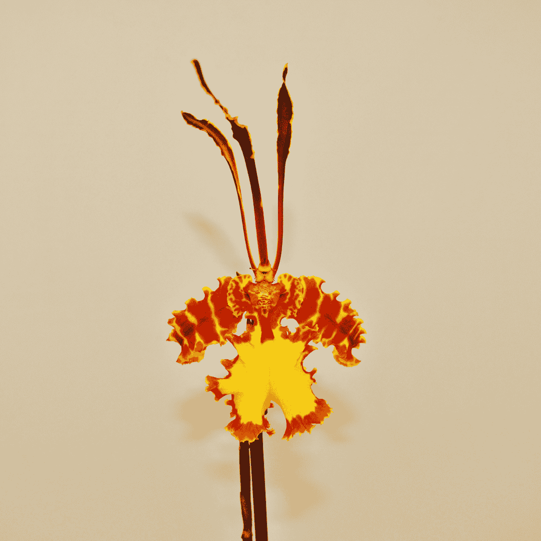Psychopsis