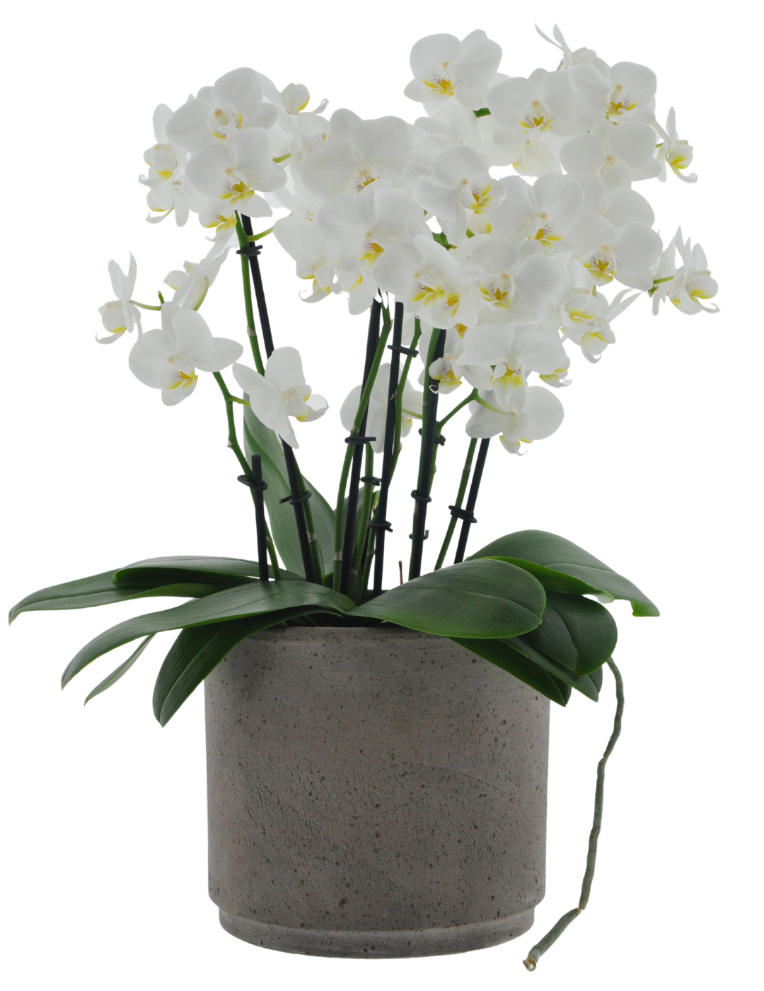 Phalaenopsis &quot;Mazzo di Fiori&quot; Snow Flake Ø14