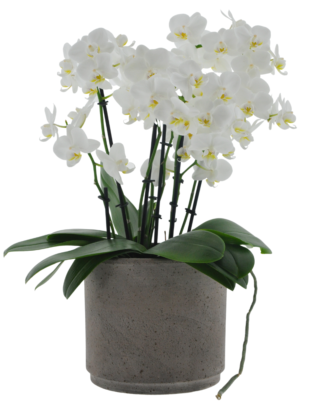 Phalaenopsis Mazzo di Fiori Ø14