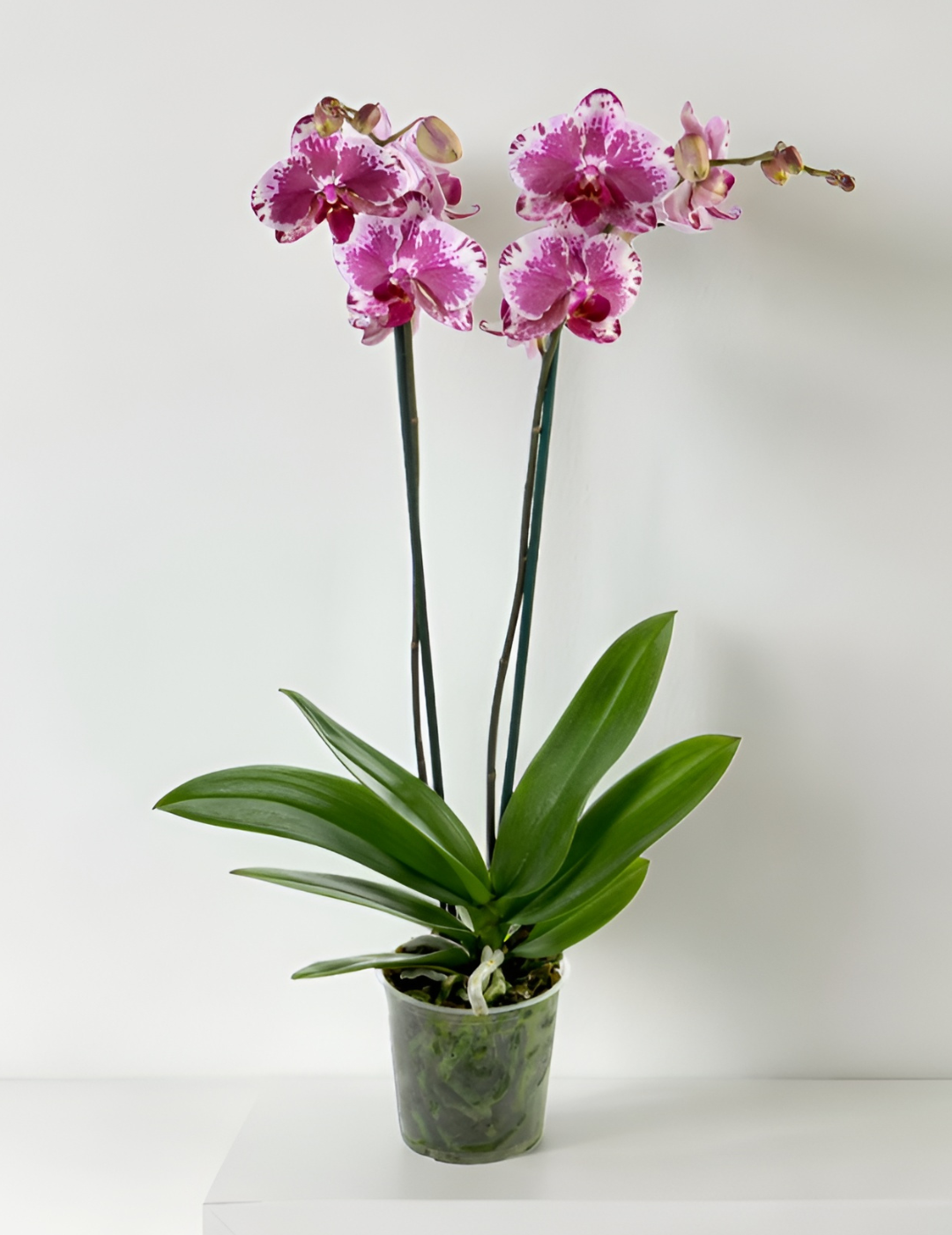 Phalaenopsis Purple Rain Ø12