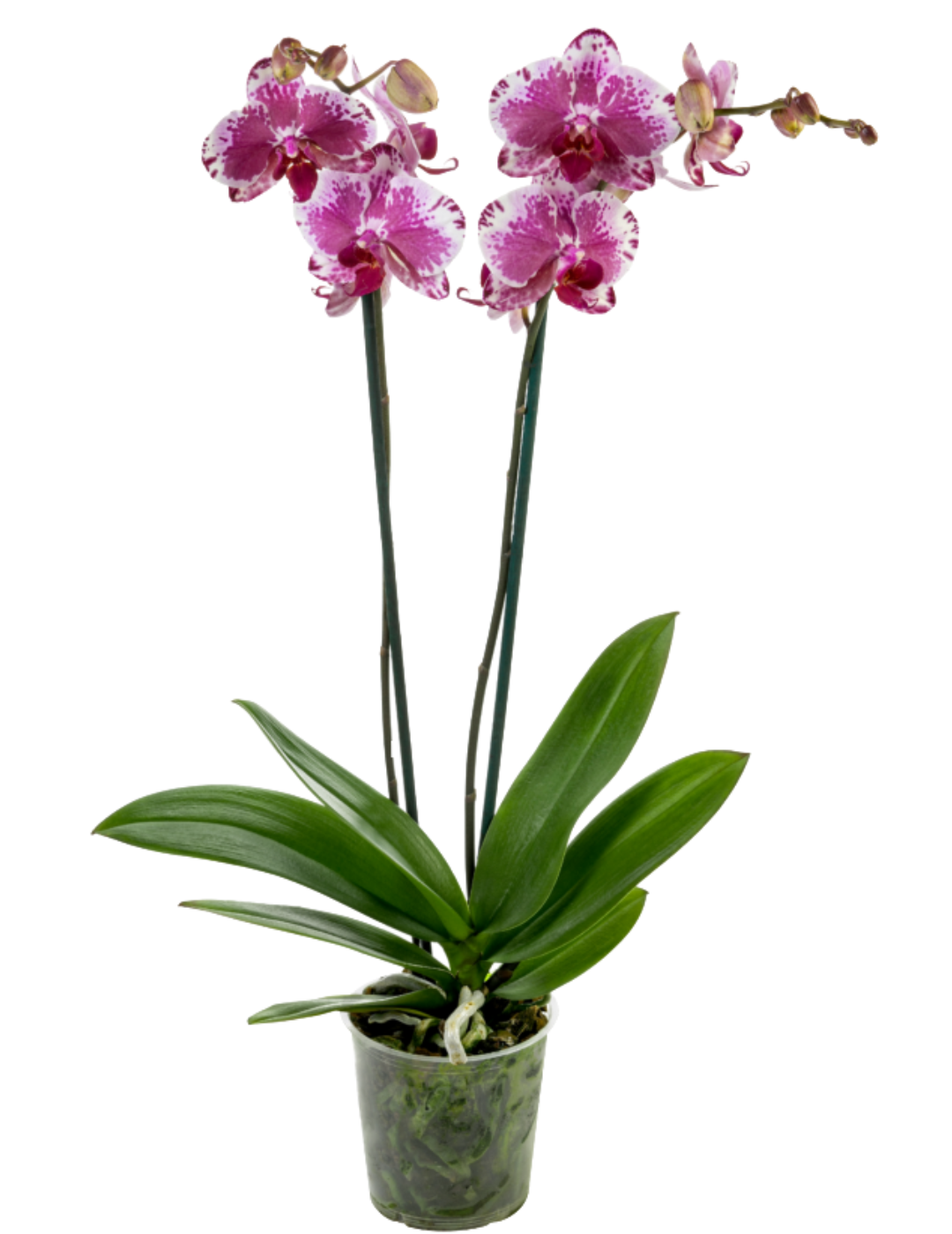 Phalaenopsis Purple Rain Ø12