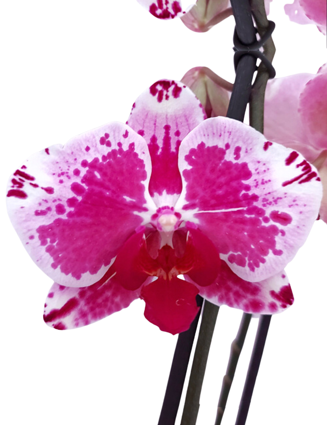 Phalaenopsis Purple Rain Ø12