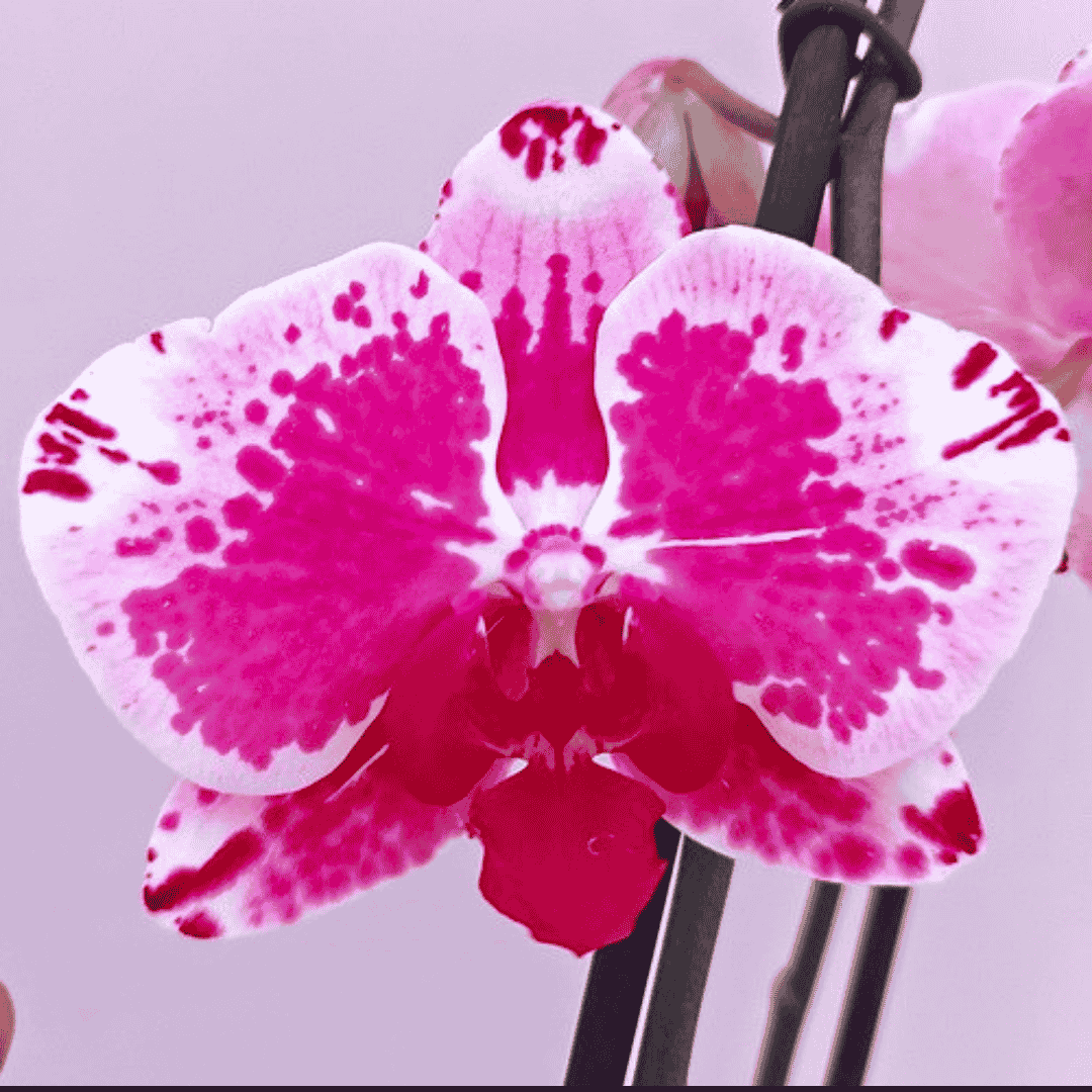 Phalaenopsis Purple Rain Ø12