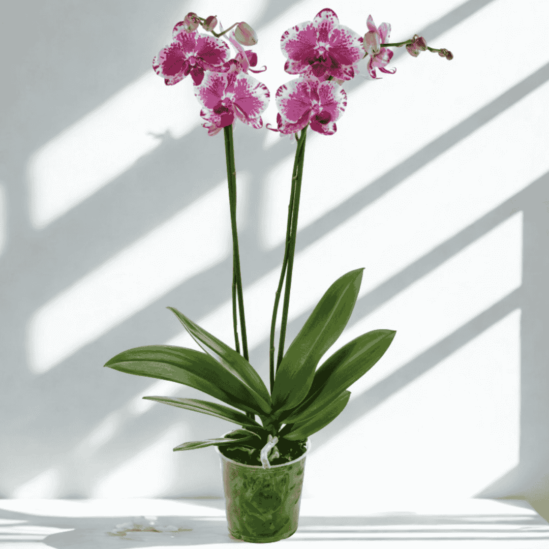 Phalaenopsis Purple Rain Ø12