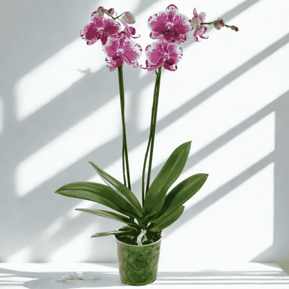 Phalaenopsis Purple Rain Ø12