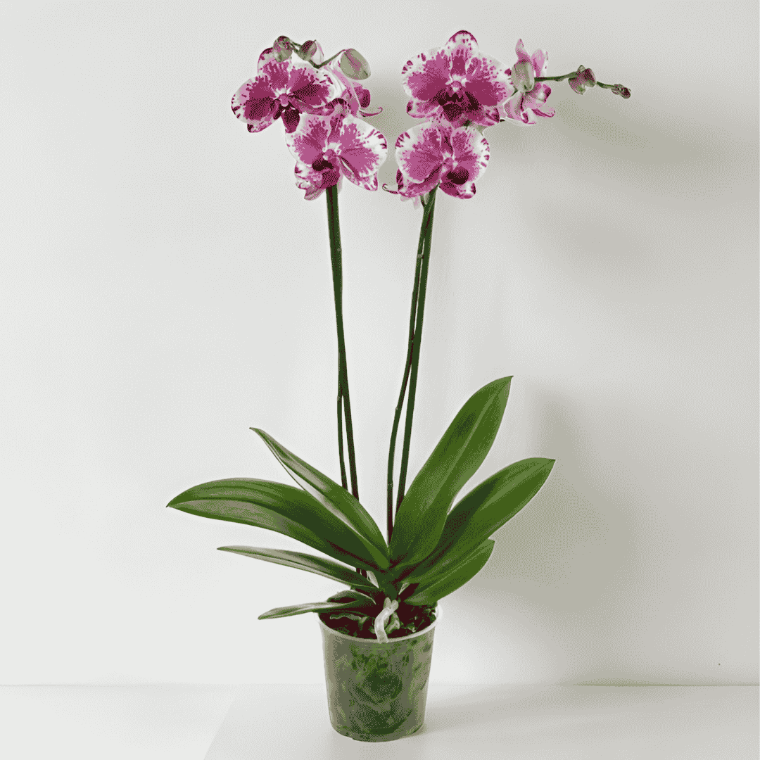 Phalaenopsis Purple Rain Ø12
