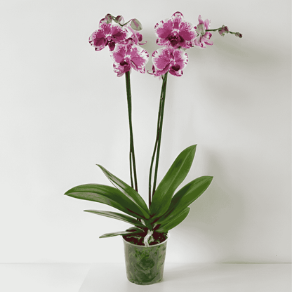 Phalaenopsis Purple Rain Ø12