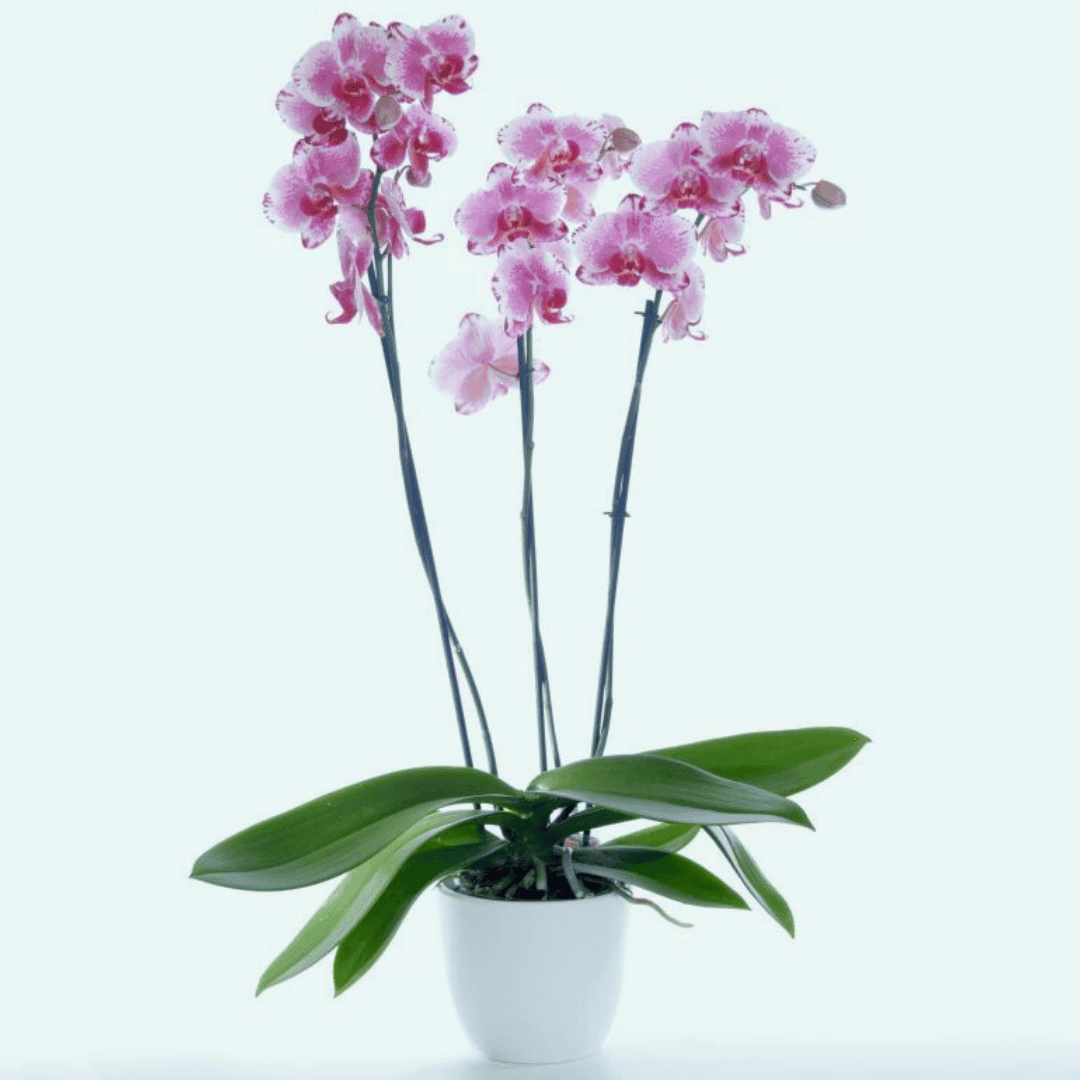 Phalaenopsis Purple Rain Ø12