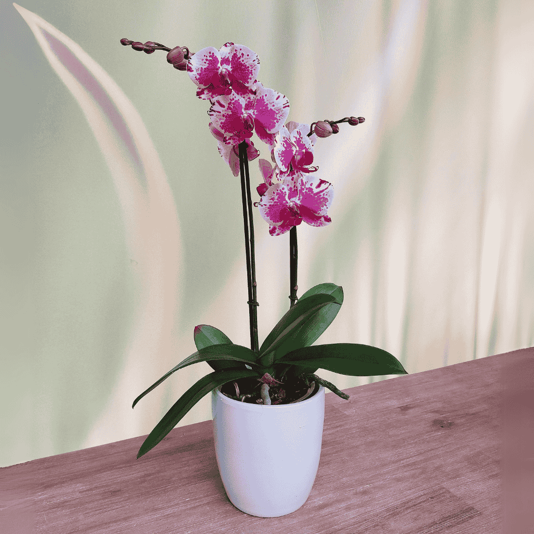 Phalaenopsis Purple Rain Ø12