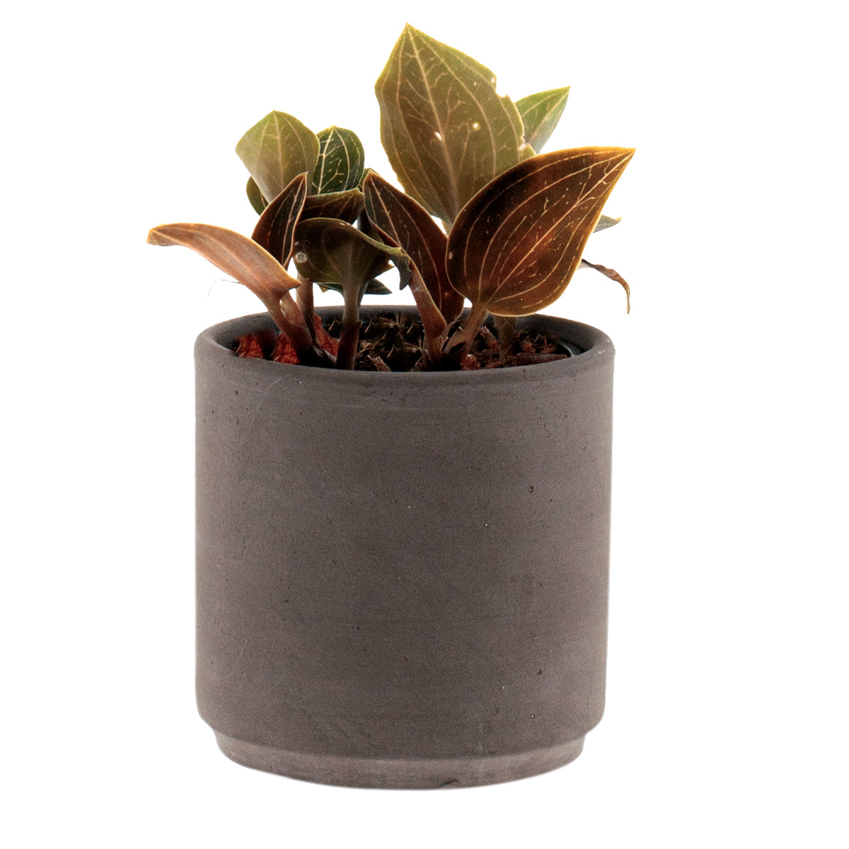 Ludisia Lemon